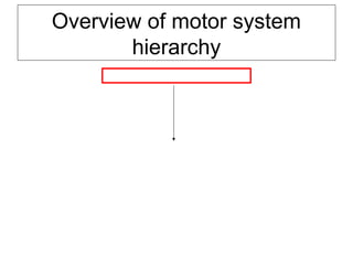 Overview of motor system
hierarchy
1. Motor areas in the cerebral cortex
 