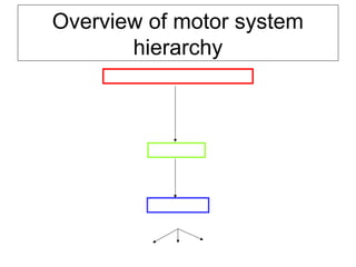 Overview of motor system
hierarchy
1. Motor areas in the cerebral cortex
2. Brainstem
3. Spinal cord
motor circuits
rhythmic movements reflexes voluntary movements
 