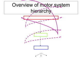 Overview of motor system
hierarchy
1. Motor areas in the cerebral cortex
2. Brainstem
3. Spinal cord
motor circuits
rhythmic movements reflexes voluntary movements
 