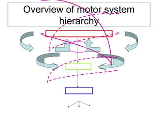 Overview of motor system
hierarchy
1. Motor areas in the cerebral cortex
2. Brainstem
3. Spinal cord
motor circuits
rhythmic movements reflexes voluntary movements
Cerebellum Basal ganglia
Thalamus
 