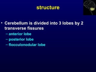 structure
• Cerebellum is divided into 3 lobes by 2
transverse fissures
– anterior lobe
– posterior lobe
– flocculonodular lobe
 