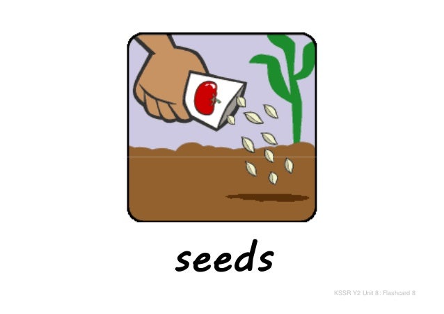 Resultado de imagen de seed flashcard