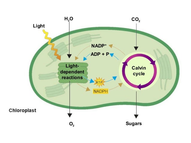 Foods With High Energy Products Of Photosynthesis Foods With High Energy Products Of Photosynthesis