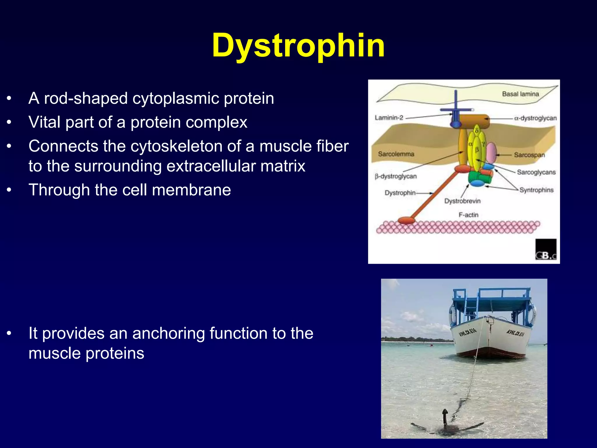 Dystrophin
• A rod-shaped cytoplasmic protein
• Vital part of a protein complex
• Connects the cytoskeleton of a muscle fiber
to the surrounding extracellular matrix
• Through the cell membrane
• It provides an anchoring function to the
muscle proteins
 