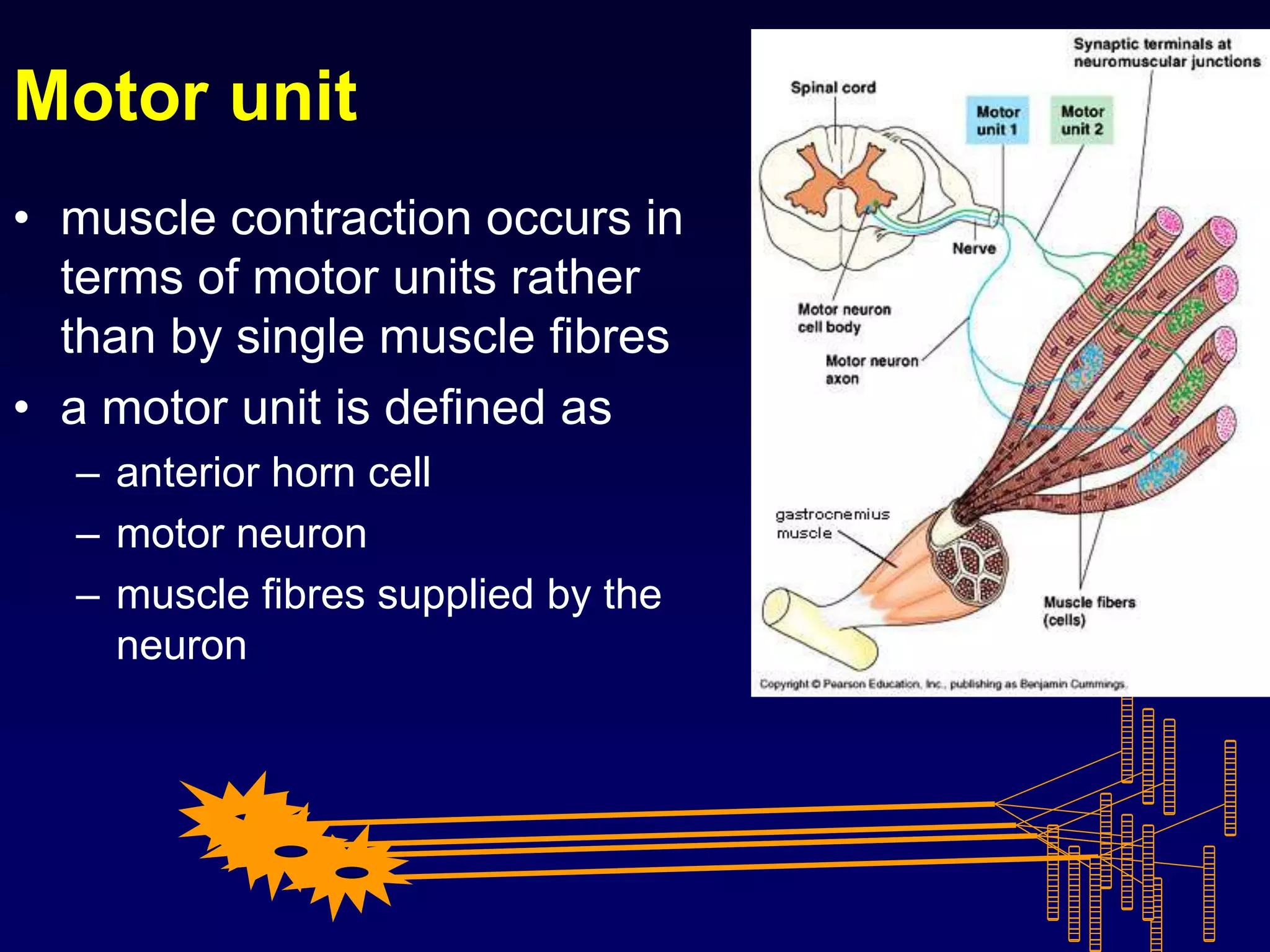 Motor unit
• muscle contraction occurs in
terms of motor units rather
than by single muscle fibres
• a motor unit is defined as
– anterior horn cell
– motor neuron
– muscle fibres supplied by the
neuron
 