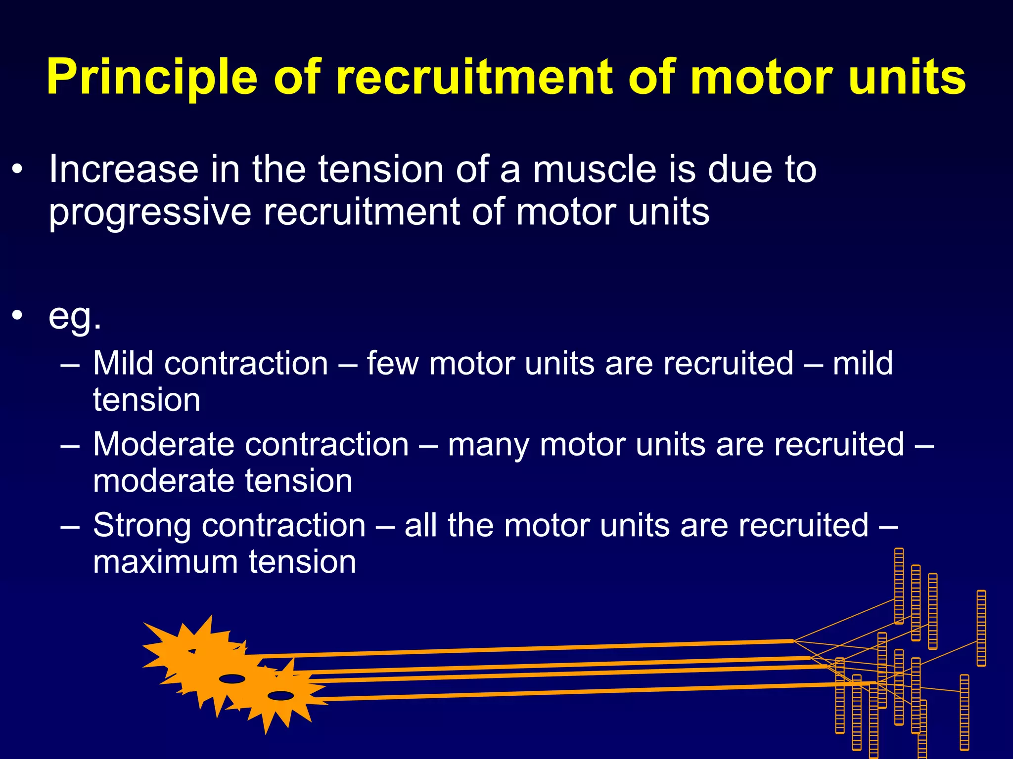 Principle of recruitment of motor units
• Increase in the tension of a muscle is due to
progressive recruitment of motor units
• eg.
– Mild contraction – few motor units are recruited – mild
tension
– Moderate contraction – many motor units are recruited –
moderate tension
– Strong contraction – all the motor units are recruited –
maximum tension
 