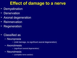 Effect of damage to a nerve
•   Demyelination
•   Denervation
•   Axonal degeneration
•   Reinnervation
•   Regeneration

• Classified as
    – Neuropraxia
          – (mild damage, no significant axonal degeneration)
    – Axonotmesis
          – (significant axonal degeneration)

    – Neurotmesis
          – (complete nerve section)
 