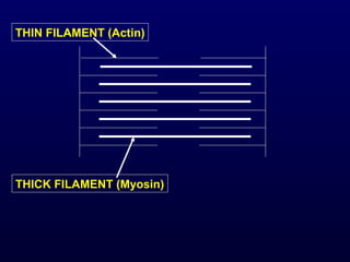 THIN FILAMENT (Actin)




THICK FILAMENT (Myosin)
 