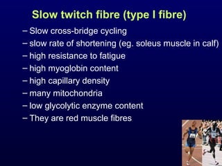 Slow twitch fibre (type I fibre)
– Slow cross-bridge cycling
– slow rate of shortening (eg. soleus muscle in calf)
– high resistance to fatigue
– high myoglobin content
– high capillary density
– many mitochondria
– low glycolytic enzyme content
– They are red muscle fibres
 