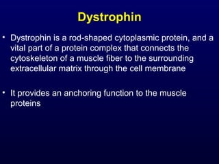 Dystrophin
• Dystrophin is a rod-shaped cytoplasmic protein, and a
  vital part of a protein complex that connects the
  cytoskeleton of a muscle fiber to the surrounding
  extracellular matrix through the cell membrane

• It provides an anchoring function to the muscle
  proteins
 