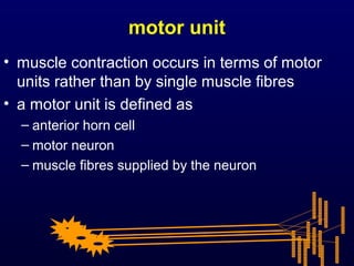 motor unit
• muscle contraction occurs in terms of motor
  units rather than by single muscle fibres
• a motor unit is defined as
  – anterior horn cell
  – motor neuron
  – muscle fibres supplied by the neuron
 