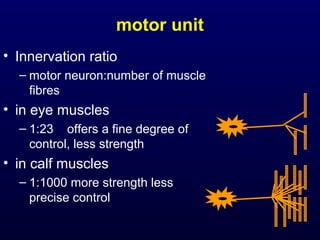 motor unit
• Innervation ratio
  – motor neuron:number of muscle
    fibres
• in eye muscles
  – 1:23 offers a fine degree of
    control, less strength
• in calf muscles
  – 1:1000 more strength less
    precise control
 