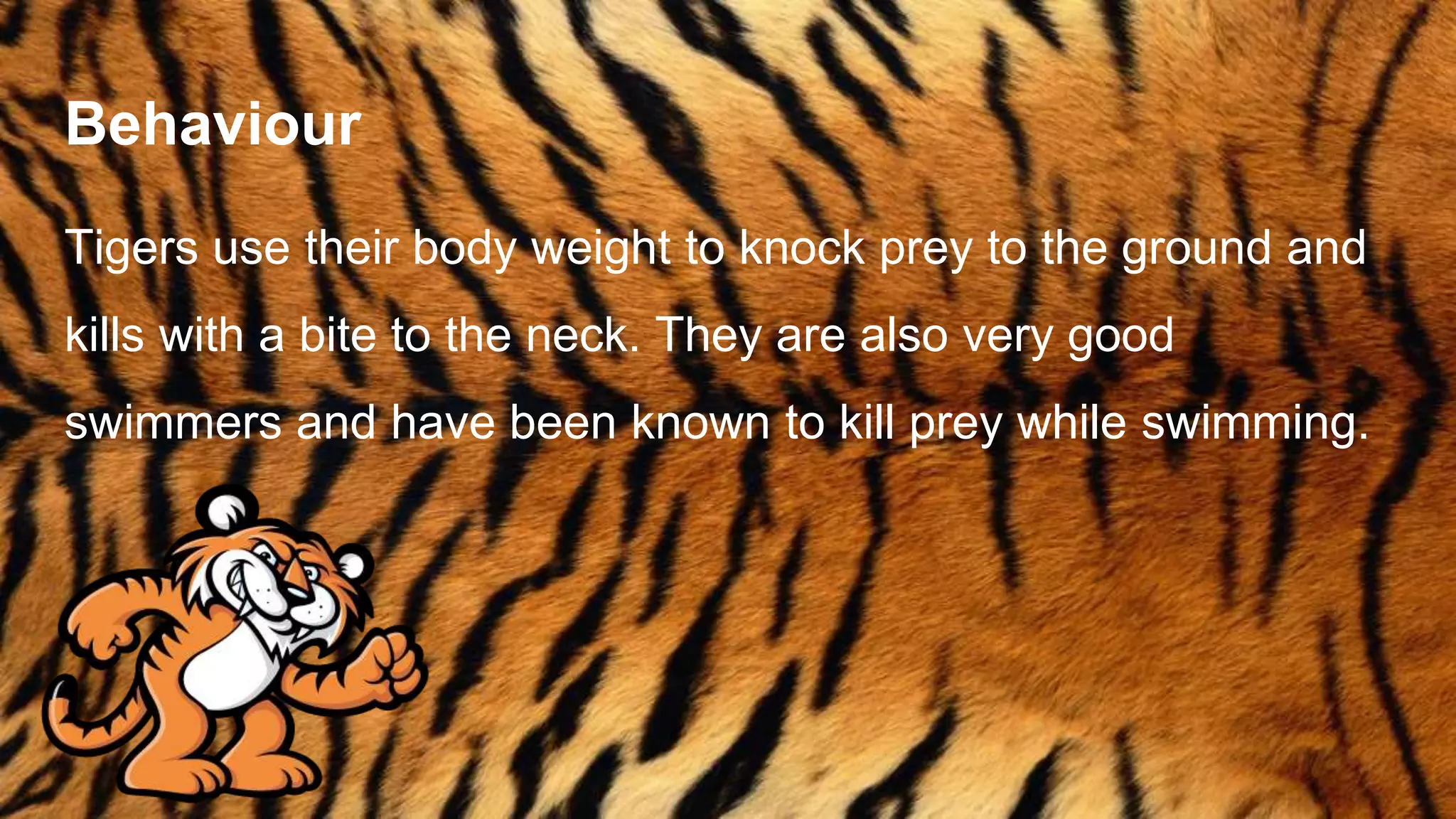 Behaviour
Tigers use their body weight to knock prey to the ground and
kills with a bite to the neck. They are also very good
swimmers and have been known to kill prey while swimming.
 
