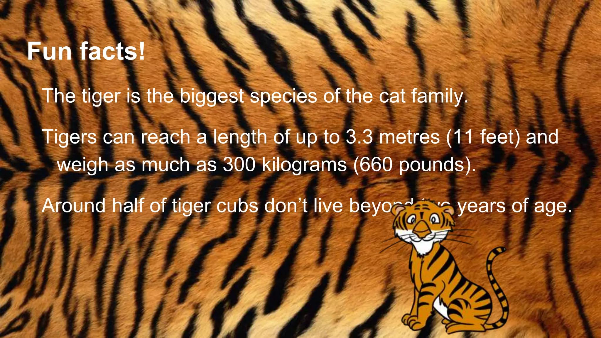Fun facts!
The tiger is the biggest species of the cat family.
Tigers can reach a length of up to 3.3 metres (11 feet) and
weigh as much as 300 kilograms (660 pounds).
Around half of tiger cubs don’t live beyond two years of age.
 