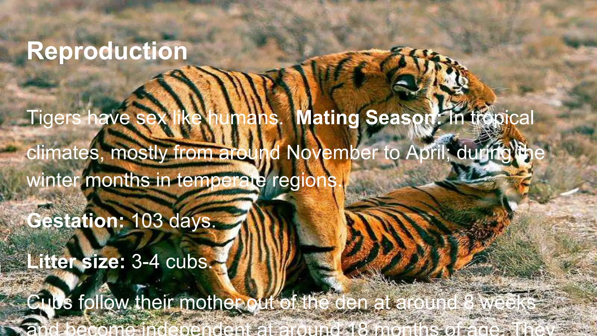 Reproduction
Tigers have sex like humans. Mating Season: In tropical
climates, mostly from around November to April; during the
winter months in temperate regions.
Gestation: 103 days.
Litter size: 3-4 cubs.
Cubs follow their mother out of the den at around 8 weeks
 