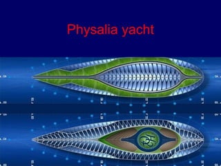Physalia yacht 
 