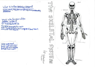 Y4C human body systems