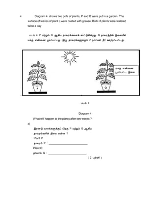 4.

Diagram 4 shows two pots of plants, P and Q were put in a garden. The
surface of leaves of plant q were coated with grease. Both of plants were watered
twice a day
À¼õ 4, P ÁüÚõ Q ¬¸¢Â ¾¡ÅÃí¸¨Çì ¸¡ðÎ¸¢ýÈÐ. Q ¾¡ÅÃò¾¢ý þ¨ÄÂ¢ø
ÁºÌ ±ñ¨½ âºôÀð¼Ð .þÕ ¾¡ÅÃí¸ÙìÌõ 2 ¿¡ð¸û ¿£÷ °üÈôÀð¼Ð.

ÁºÌ ±ñ¨½
âºôÀð¼ þ¨Ä

À¼õ 4

Diagram 4
What will happen to the plants after two weeks ?
a)
þÃñÎ Å¡Ãí¸ÙìÌô À¢ÈÌ P ÁüÚõ Q ¬¸¢Â
¾¡ÅÃí¸Ç¢ý ¿¢¨Ä ±ýÉ ?
Plant P
¾¡ÅÃõ P : ____________________________
Plant Q
¾¡ÅÃõ Q : ____________________________
( 2 ÒûÇ¢ )

 