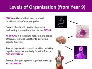 Levels of Organisation (from Year 9)
CELLS are the smallest structural and
functional unit of every organism.
Groups of cells with similar structures,
performing a shared function form a TISSUE.
An ORGAN is a structure made up of a group
of tissues, working together to perform a
specific function.
Several organs with related functions working
together to perform a body function form an
ORGAN SYSTEM.
Groups of organs systems together make up
an ORGANISM.
 