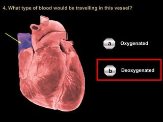 Lesson-1---Circulatory-Systems_(1).pptx