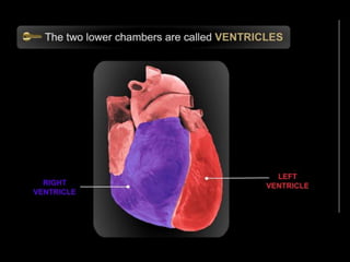 Lesson-1---Circulatory-Systems_(1).pptx