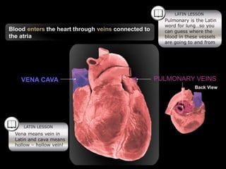 Lesson-1---Circulatory-Systems_(1).pptx