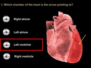 Lesson-1---Circulatory-Systems_(1).pptx