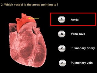 Lesson-1---Circulatory-Systems_(1).pptx