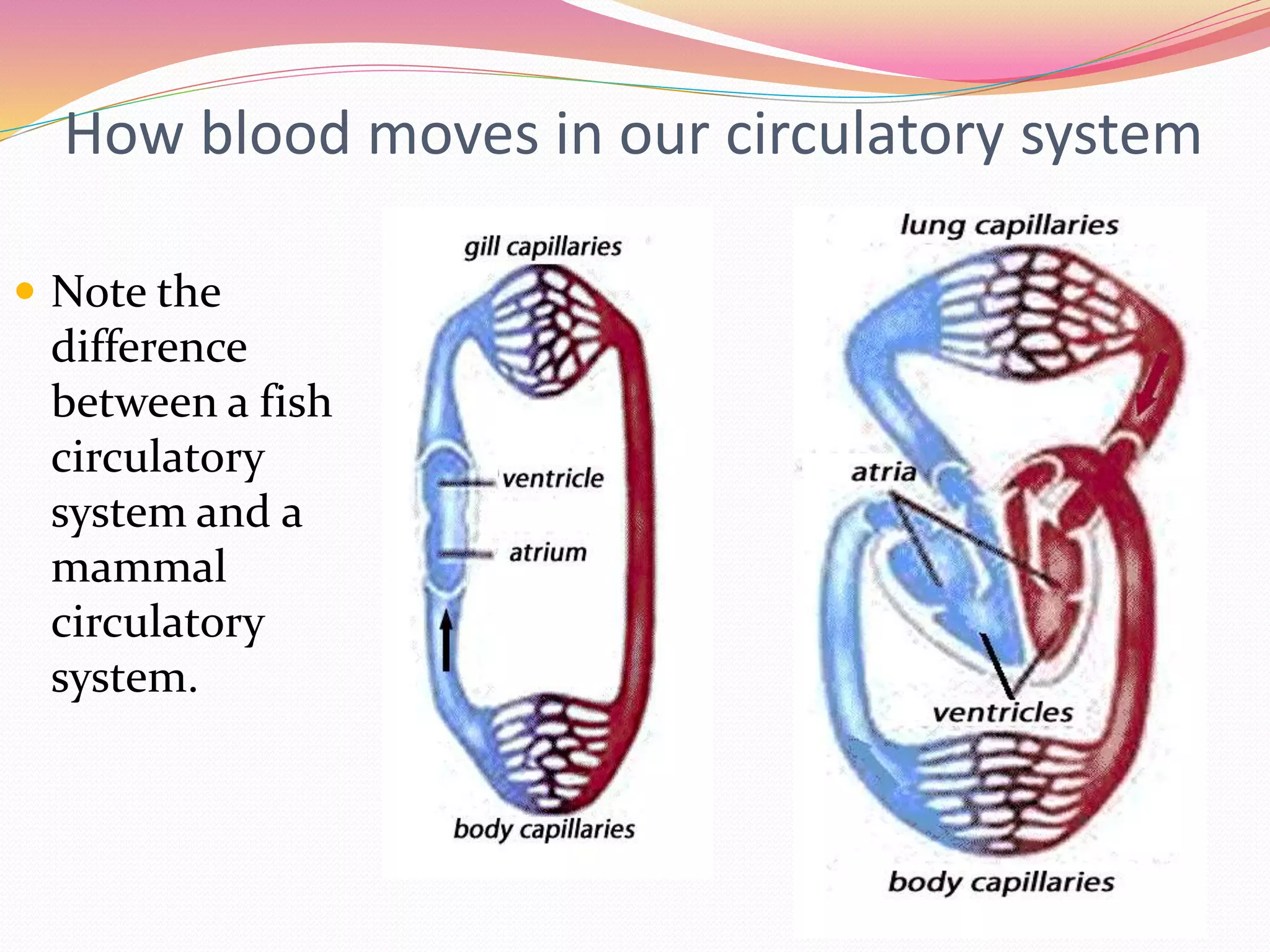 Y6 Ch02 Cell to system All 2022.pptx
