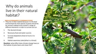 Why do animals
live in their natural
habitat?
• They live in their habitat because it is the best
environment for that species to grow and thrive.
An animal’s habitat must contain a range of
different elements in order to survive such as:
1. The desired climate
2. Necessary food and water sources
3. Survival adaptations (how to hunt or to
escape)
4. Habitat awareness (who/what is a threat)
Question: what effect does climate change have on
the habitat of polar bears and clown fish?
 