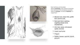 Task 1b Draw and Annotate
Make 2 drawings of the shelters/nests/den
from animals on the list below and write
down its purpose and what materials it is
made from.
• Moreen eel, clown fish, puffer
fish, hermit crab
• Red oven bird, swallow,
vogelkop bower bird,
woodpecker,
• Ant, bee, wasp, orb weaver
spider, termite
• Lizard, sea turtle
• Pinguin
• Rabbit, beaver, squirrel, skunk,
possum
 