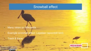 • Many views on Wikipedia
• Example snowball effect: Lepelaar (spoonbill bird)
• Track & trace
Snowball effect
 