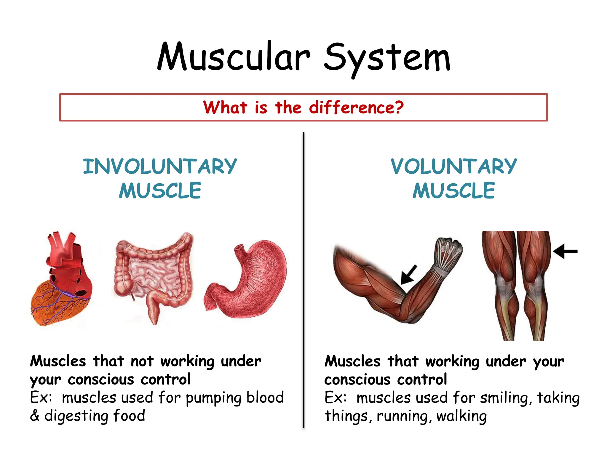 Y7 Stage 7 Human Musculoskeletal System pptx