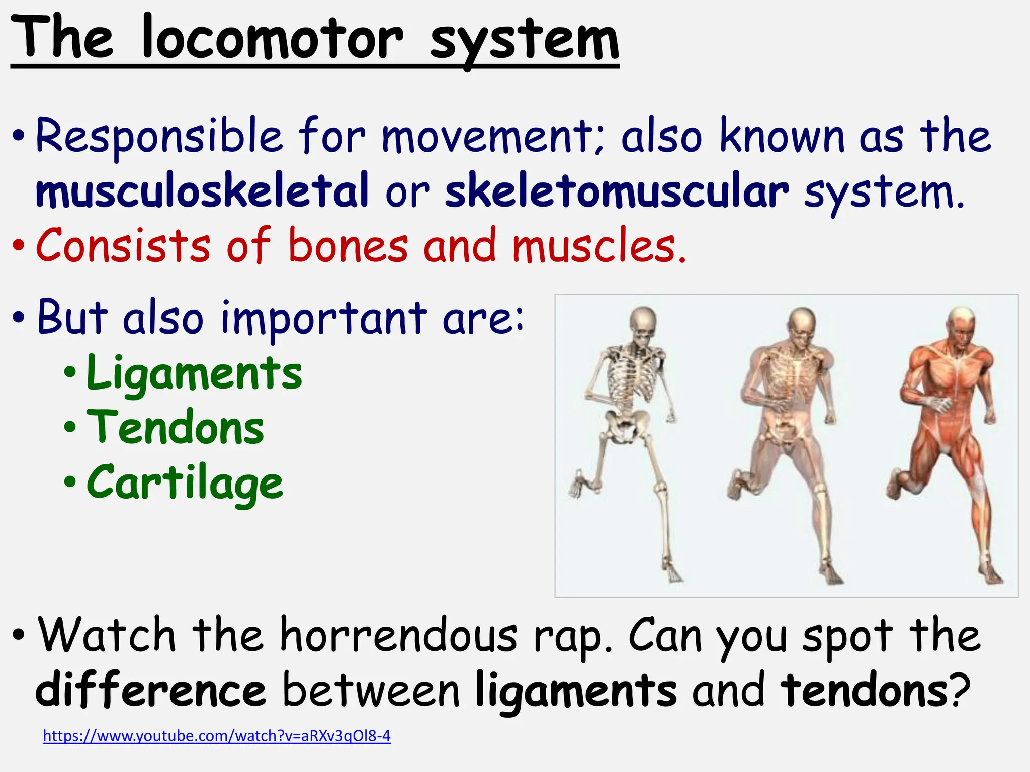 Y7_Stage 7_Human Musculoskeletal System.pptx