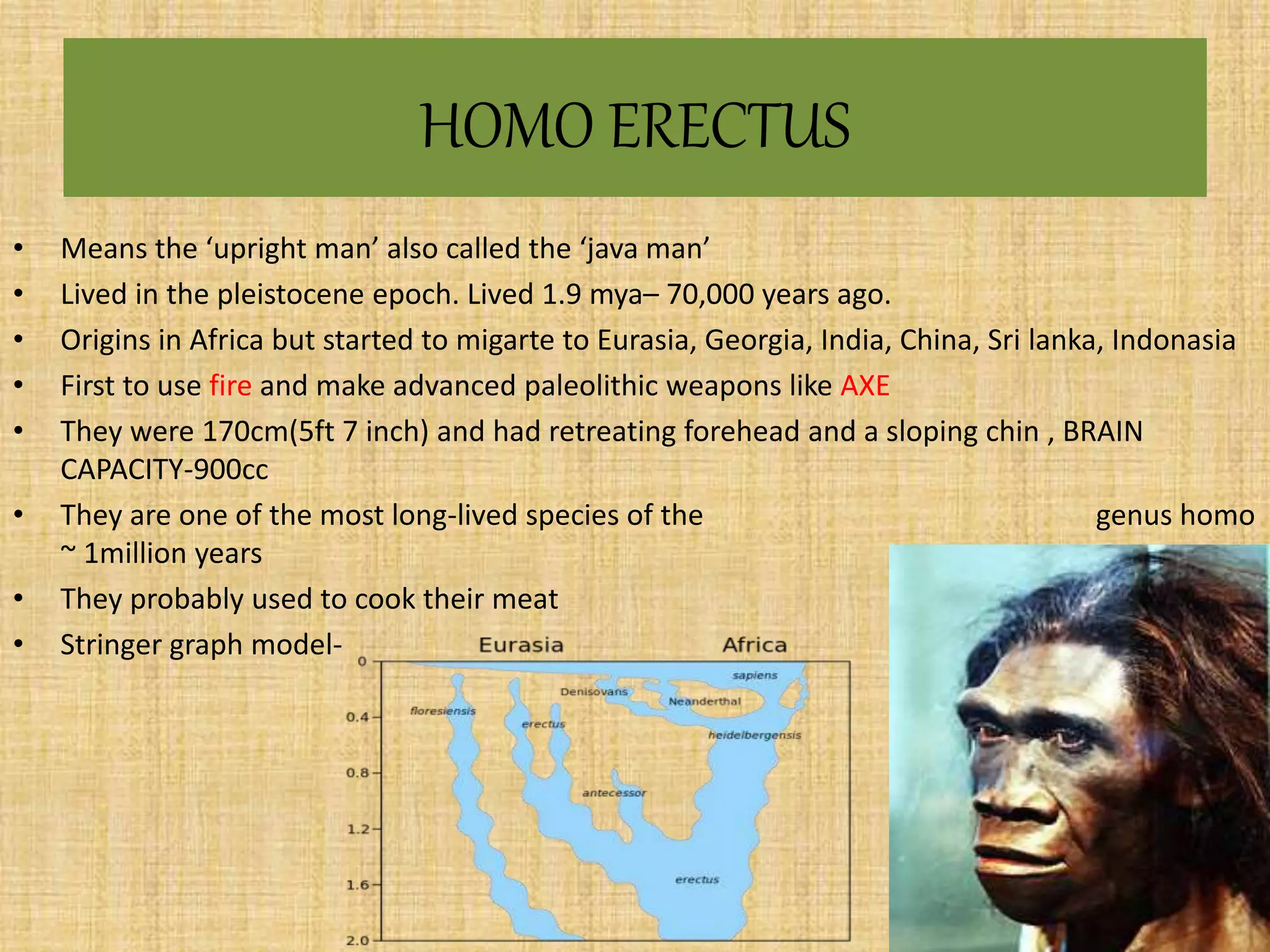 Human evolution | PPTX