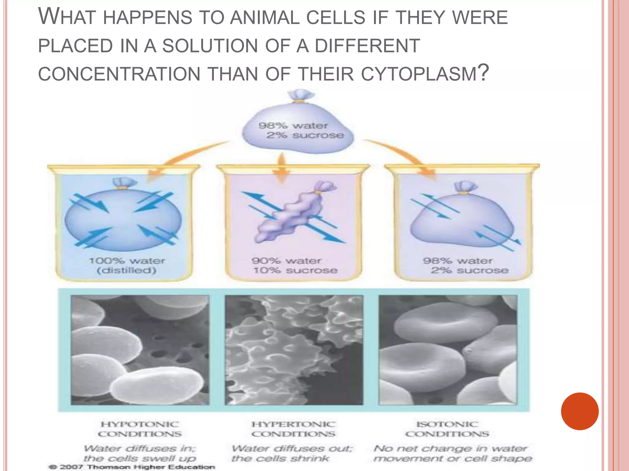 WHAT HAPPENS TO ANIMAL CELLS IF THEY WERE
PLACED IN A SOLUTION OF A DIFFERENT
CONCENTRATION THAN OF THEIR CYTOPLASM?
 
