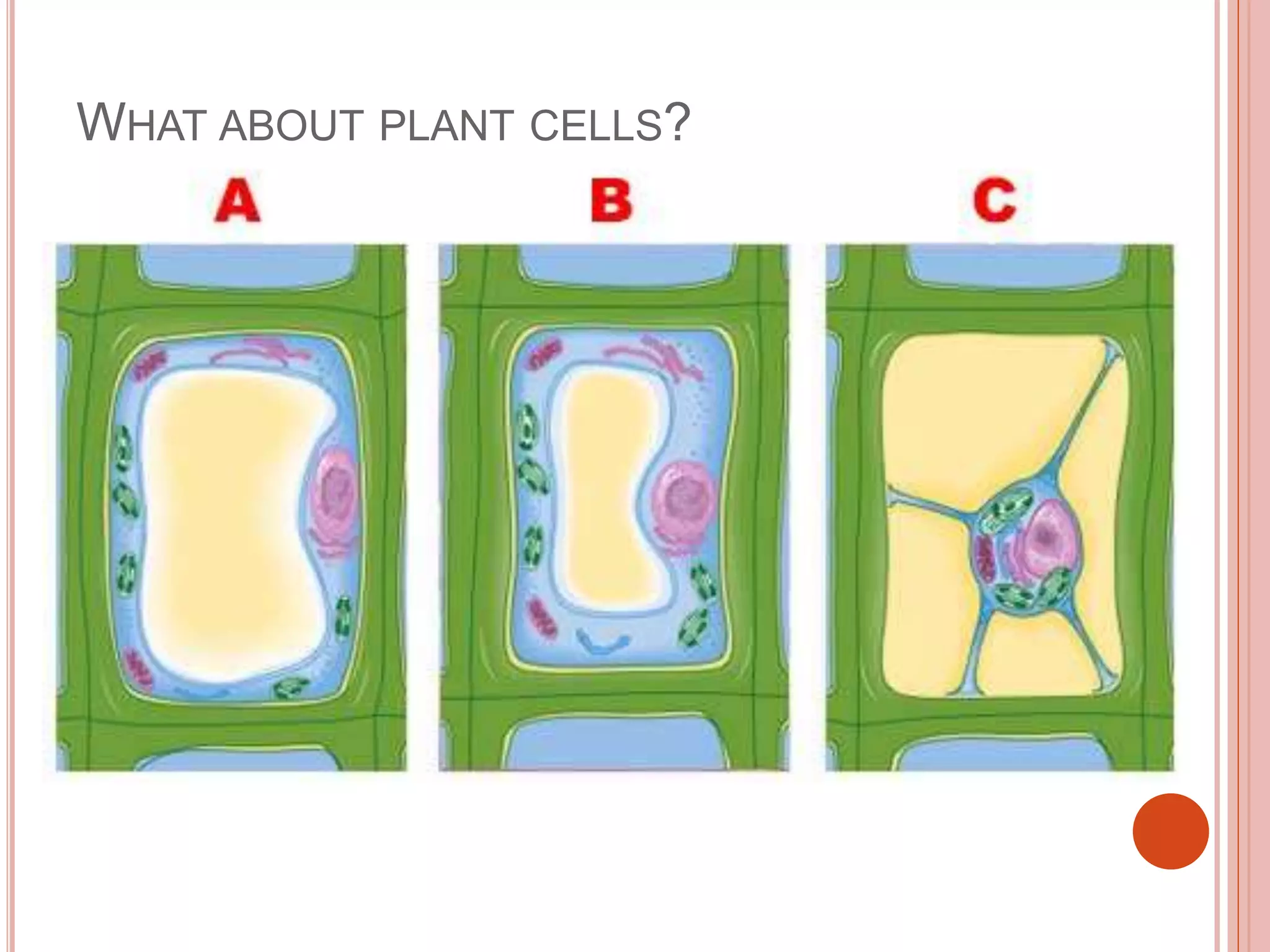 WHAT ABOUT PLANT CELLS?
 