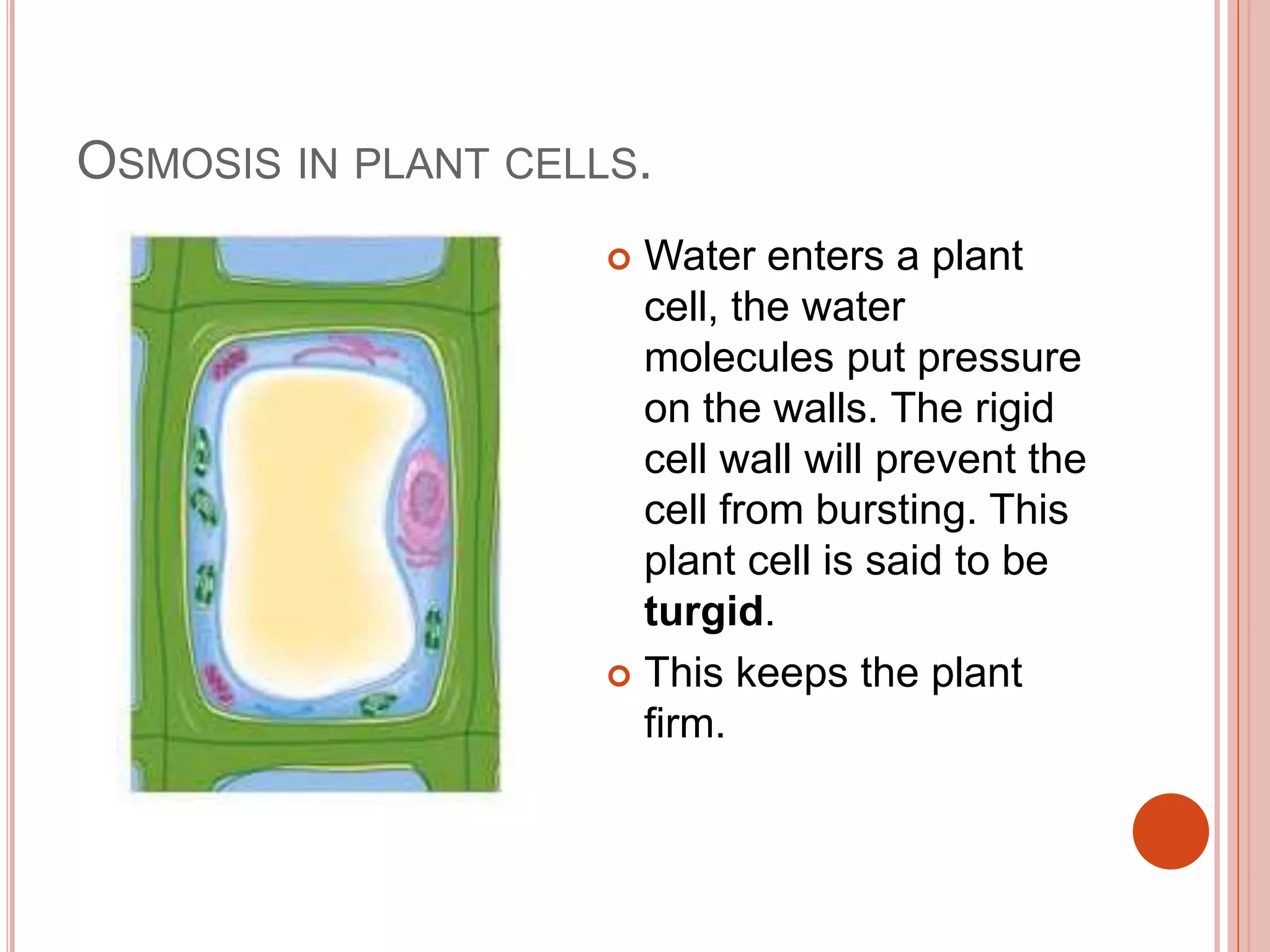 OSMOSIS IN PLANT CELLS.
 Water enters a plant
cell, the water
molecules put pressure
on the walls. The rigid
cell wall will prevent the
cell from bursting. This
plant cell is said to be
turgid.
 This keeps the plant
firm.
 