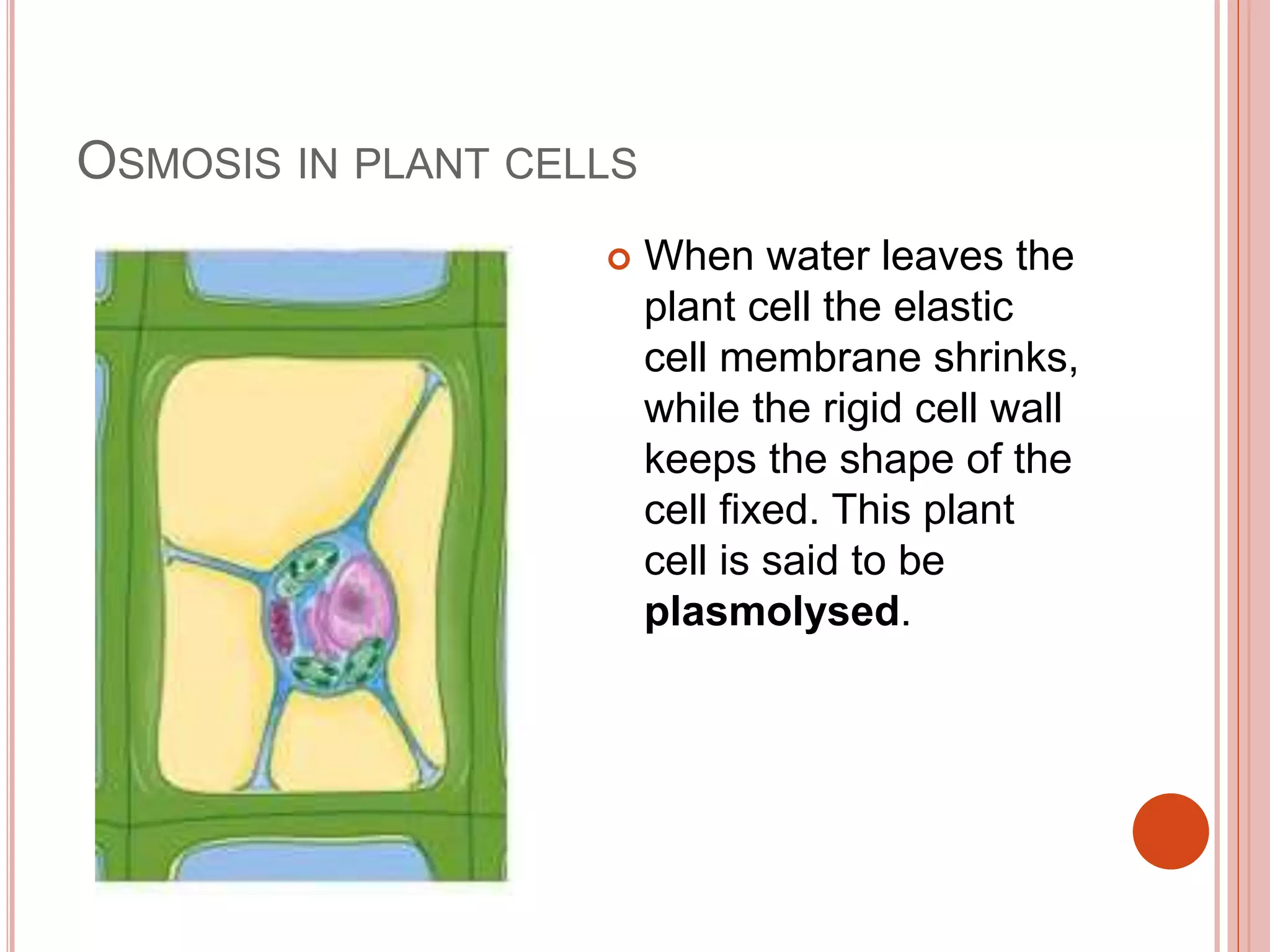 OSMOSIS IN PLANT CELLS
 When water leaves the
plant cell the elastic
cell membrane shrinks,
while the rigid cell wall
keeps the shape of the
cell fixed. This plant
cell is said to be
plasmolysed.
 
