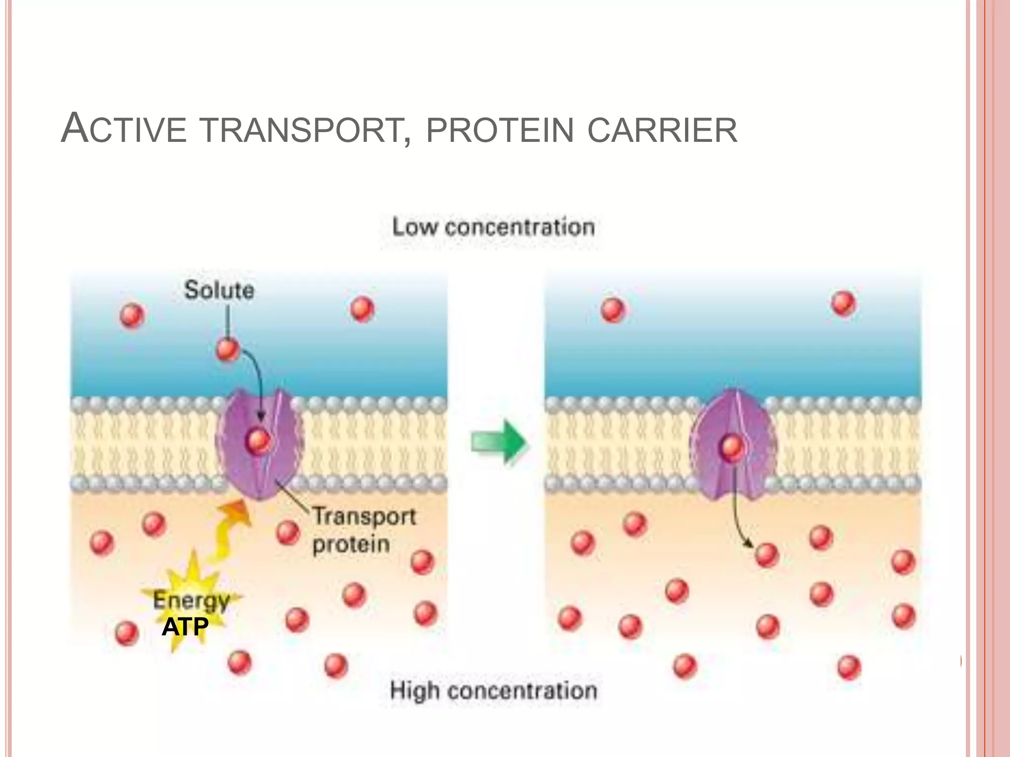 ACTIVE TRANSPORT, PROTEIN CARRIER
ATP
 