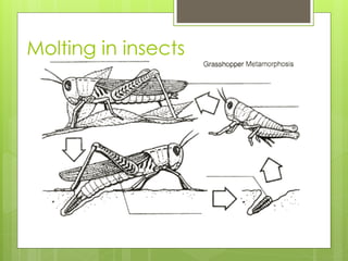 Molting Graph Insect Y9 ch1 classification of living things 2020 | PDF