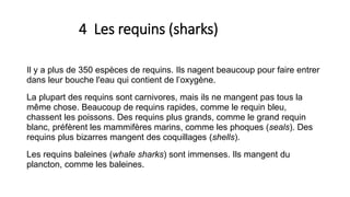 4 Les requins (sharks)
Il y a plus de 350 espèces de requins. Ils nagent beaucoup pour faire entrer
dans leur bouche l'eau qui contient de l’oxygène.
La plupart des requins sont carnivores, mais ils ne mangent pas tous la
même chose. Beaucoup de requins rapides, comme le requin bleu,
chassent les poissons. Des requins plus grands, comme le grand requin
blanc, préfèrent les mammifères marins, comme les phoques (seals). Des
requins plus bizarres mangent des coquillages (shells).
Les requins baleines (whale sharks) sont immenses. Ils mangent du
plancton, comme les baleines.
 