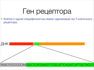 Ген рецептора
•

Клетки с одной специфичностью имеют одинаковый ген Т-клеточного
рецептора.

ДНК

GTAGCTCCCCCCAAGGCTCATGAA...