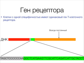 Ген рецептора
•

Клетки с одной специфичностью имеют одинаковый ген Т-клеточного
рецептора.

Всегда постоянный

ДНК

GTAGC...