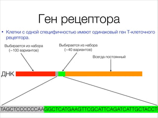 Ген рецептора
•

Клетки с одной специфичностью имеют одинаковый ген Т-клеточного
рецептора.
Выбирается из набора
(~100 вар...