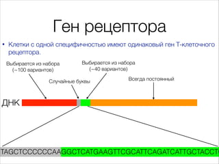 Ген рецептора
•

Клетки с одной специфичностью имеют одинаковый ген Т-клеточного
рецептора.
Выбирается из набора
(~100 вар...