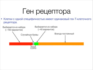 Ген рецептора
•

Клетки с одной специфичностью имеют одинаковый ген Т-клеточного
рецептора.
Выбирается из набора
(~100 вар...