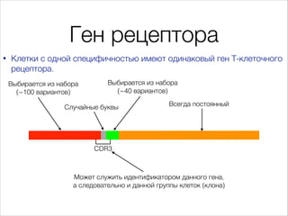 Ген рецептора
•

Клетки с одной специфичностью имеют одинаковый ген Т-клеточного
рецептора.
Выбирается из набора
(~100 вар...