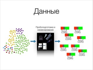 Данные
Пробоподготовка и
секвенирование
CDR3

CDR3

CDR3
CDR3

CDR3

CDR3
CDR3
CDR3

 
