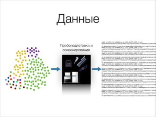 Данные
Пробоподготовка и
секвенирование

@HWI-ST1155:154:D1M89ACXX:1:1101:14372:1976 1:N:0:
GGCGCGAAAGCAGTGGTATCAACGCAGAGT...